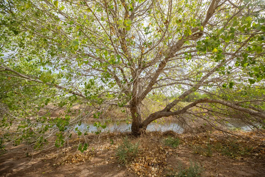 Water is critical ingredient to restore the Rio Grande ecosystem at Rio Bosque